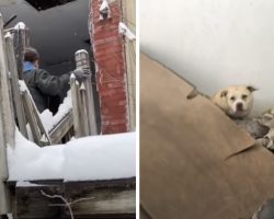 Snow Storm Traps Stray Pit Bull In An Abandoned House