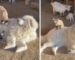 Guard Dog Succumbs To His New Life As A Baby Goat Playground