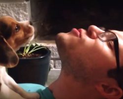 Human Dad Teaches Tiny Beagle Puppy How To Howl And It’s An Absolute Day Maker