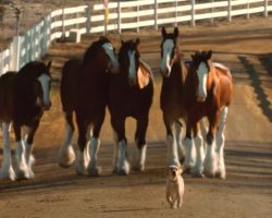 Budweiser Clydesdales And Puppy Friend Are Back Together In Reunion Commercial