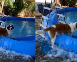 Dog Destroys Owner’s Swimming Pool And Floods Entire Backyard