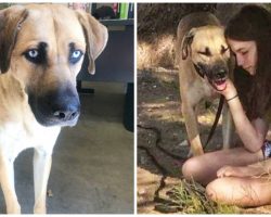 Former Escape Artist Dog Dumped At Shelter Has A New Job Thanks To Kind Soul