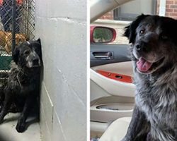 ‘Abandoned And Broken’ Shelter Dog Can’t Stop Smiling When He Realizes He’s Found A Forever Home