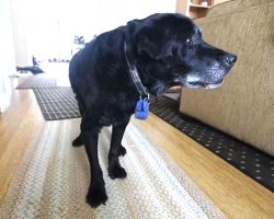 Mailman Watches Senior Dog Struggling Up The Stairs Every Day, Decides He Has To Intervene