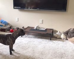 Dog Sees Someone Sleeping In Her Bed And Investigates