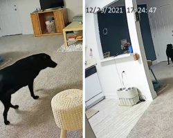 Woman Wants To See What Her Dog Does When She Leaves, Sets Up Camera