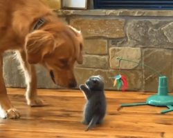 Tiny Kitten Dumped In A Box Is Brought Into A Home With A Much Bigger Dog