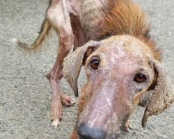 ‘Old Lady’ Found On The Street Ends Up Being Just A Pup