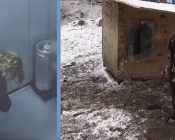 NFL Star Locks Himself In A Freezer To Show What Dogs Go Through In Cold Temps