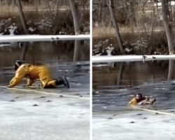 Golden Retriever Rescued After Falling in Icy Pond While Chasing Geese