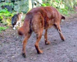 Blind & Deaf Senior Dog Finds A Ray Of Hope Through His Friendship With Stray Cat