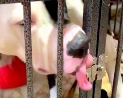Dog Refuses To Be Locked In A Kennel, Uses His Tongue To Pick The Lock & Escape
