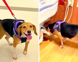 Bacteria Sniffing Dog Walks Into Hospital To Detect Deadly Bacteria & Save Lives