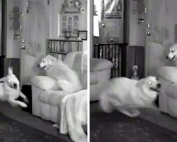 Mom Wondered If Her Dogs Missed Her When She Was Away, So She Set Up A Camera
