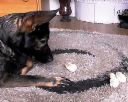 Gentle German Shepherd Assures Newly Hatched Chicks That He Will Look After Them