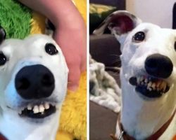 Dog With “Human Teeth” Kept Getting Rejected, Until One Woman Fell In Love