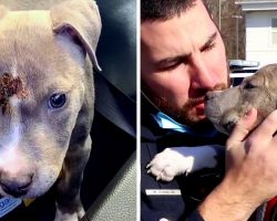 Homeless Puppy With Nasty Head Injury Finds Love In The Arms And Home Of A Cop