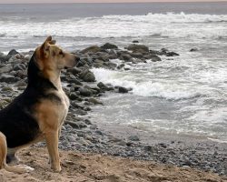 Grieving dog visits the beach every day to stare at the ocean after his owner died at sea