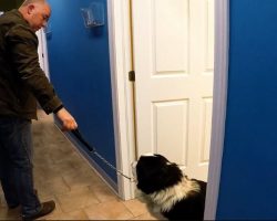 Dog Loves The Vet But Refuses To Leave, Has The Internet In Stitches