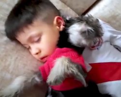 Playtime Between A Little Boy And His New Dog Comes To An Adorable End