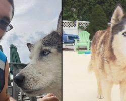 Amazon Driver Sees A Snout Sticking Out Of Pool While On Delivery, Saves A Life