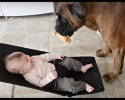 Boxer Has Baby And Mom Cracking Up With His Performance, The Belly Laughs Are Epic