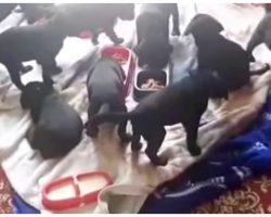 Black Lab Nearly Breaks Record For Birthing Largest Litter Of Puppies