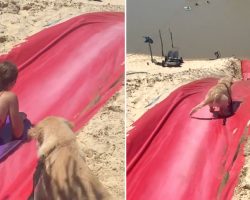 Puppy Watches Family Ride The Waterslide, Has To Get In On The Fun