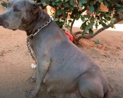 Pregnant Pittie Sat Ready To Pop On The End Of A Heavy Chain