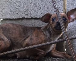 Dog Was Used For Breeding And No Longer Wanted And Abandoned On The Streets