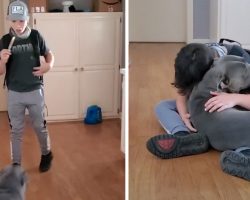 Boy Sees The Dog He Thought Was Gone For Good, Breaks Down