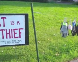 Neighborhood Cat Steals So Many Items, Owner Has To Put A Sign Up In The Yard