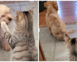 Tiny Pup Is Fed Up With Cat Batting Her Paws At Him So He Brings In Backup Plan