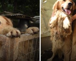 Golden Retriever Spent The First Five Years Of His Life In A Small Muddy Pen