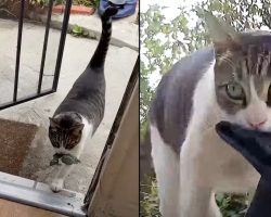 Woman Finds That Her Sneaky Cat Keeps Stealing Stuff From The Neighbors