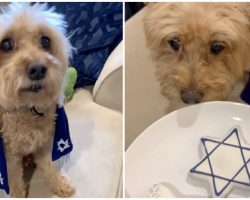 Senior Dog Celebrates His 13th Birthday With A ‘Bark Mitzvah’