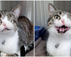 One-Eyed Shelter Cat Warms Hearts Across The Internet, Finds Forever Home