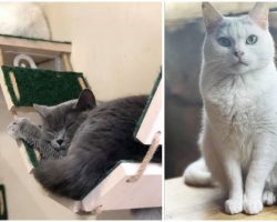 Cat Cafe in Ukraine refuses to close doors despite Russian invasion, continues to care for 20 cats