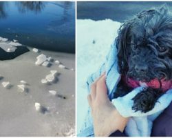 Deputy saves woman and her dog who fell through frozen pond — his second dog rescue in two weeks