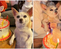 Sweet Chihuahua gets a big party for her 15th birthday, is overjoyed when she sees her special cake