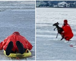 Police Sled Across Frozen Bay To Save Deer Trapped In Icy Water