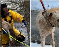 Firefighters come to the rescue of dog who fell through ice