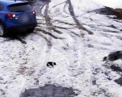 Vigilant Border Collie Swoops In & Narrowly Saves Puppy From Getting Hit By Car