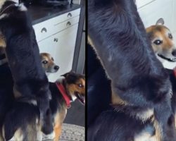 Corgi Calls On His Brothers To Help Him Steal Leftovers From The Counter