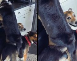 Corgi Calls On His Brothers To Help Him Steal Leftovers From The Counter