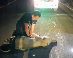 Man Performs CPR To Resuscitate Baby Elephant Who Was Hit By A Motorcycle