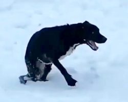 Left Behind After Her Family Died In A Crash, This Dog Pressed On