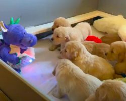 A Litter Of Golden Retriever Puppies Watch As Toy Dragon Reads Them A Story