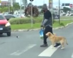 Kindhearted Dog Guides Disabled Owner Across the Street