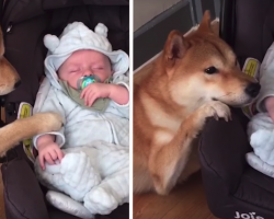Mom Shows Video Of Her Dog Being The Best Babysitter